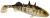 3kom Gumeni mamac Westin Stanley The Stickleback Shadtail 7,5cm 4gr MotorOil Gold