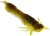 4kom - Gumeni Mamac Westin Odonata Ned Creaturebait 6,5cm 2g