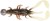 4kom - Set Mamaca Rage Ultra UV Micro Critter Mixed Colour Lure Pack Loaded 3gr 5cm
