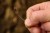 50kom - Krimpovací Svorky Carp´R´Us Crimps