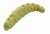 55kom - Crvi Berkley PowerBait Power Honey Worm 2,5cm Žuti