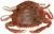 5kom - Gumeni Mamac Berkley Gulp! Saltwater Peeler Crab New Penny 5cm