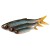 5kom - Gumová Nástraha Savage Gear Craft Dying Minnow 5,5cm 0,7gr