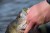 5kom - Jig glava Rage Micro Jig Heads 1