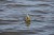 5kom - Jig glava Rage Micro Jigs