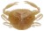 5ks - Gumená nástraha Berkley Gulp! Saltwater Peeler Crab 5cm Amber Glow