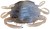 5ks - Gumená nástraha Berkley Gulp! Saltwater Peeler Crab 5cm Molting