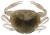 5ks - Gumová Nástraha Berkley Gulp! Saltwater Peeler Crab Natural Peeler 5cm