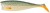 6ks - Gumena Mamac Illex Nitro Shad 65 6,5cm 3,6gr Rudd