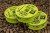8kom - Gotov Predvez Matrix MXC-4 X-Strong Bait Band Pole