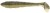 8kom - Gumeni Mamac Keitech FAT Swing Impact 2,8" 7,1cm 3,5gr Gold Flash Minnow