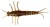 8kom - Gumeni Mamac Savage Gear 3D PVC Mayfly 5cm