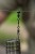 8kom - Perlice Korum Smokescreen Feeder Beads 4mm