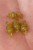 8kom - Svrdlo Korum Smokescreen Meat Screws