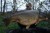 Boilie Dynamite Baits Robin Red