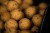 Boilie Mainline Shelf Life Cell 1kg