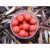 Boilies Carp Inferno Balance Medůza 200ml