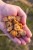 10kg Boilies KWO Krill Special 12mm + Booster ZDARMA