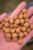 10kg Boilies KWO Krill Special 12mm + Booster ZDARMA