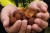 Boilies Mivardi Rapid Excellent Kapří Guláš 3,3kg + Kanta za hranu Rapid Box
