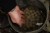 Boilies Nikl Economic Feed Rape Cloud 5kg