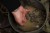 Boilies Nikl Economic Feed Rape Cloud 5kg