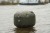 Bova Black Cat S Buoy Zelena 25cm