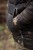 Bunda Korda Kore Thermolite Jacket Dark Kamo