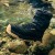 Čizme Grundéns Rock Armor Wading Boot Nightfall