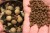 Drobilica Mamaca Korda Krusha Special Edition