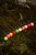 Dumbelli Sonubaits Spike'um Wafter