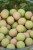 Dumbelli Sonubaits Spike'um Wafter
