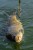 Dumbelli Sonubaits Spike'um Wafter