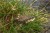 Feeder hranilica Korum Camo Window Feeders
