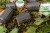 Feeder hranilica Korum Combi Feeder Large