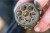 Feeder Hranilica Preston ICS Bait Up Feeders