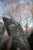Futrola za Štap Wychwood HD Tactical Rod Sleeve