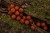 Gotove Boilies Nikl Devill Krill ATRACTIVE