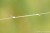 Gotovi Predvez Drennan AS3 Pole Rigs Silverfish/F1
