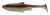 Gumena Mamac Daiwa Prorex Live Roach