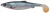 Gumena Mamac Savage Gear 4D Herring Shad 13cm 17gr Roach