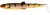 Gumena Mamac Westin Bullteez Shadtail 7,5cm 4,0gr Blink Perch