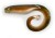 Gumená Nástraha Black Cat Mega Curl Tail 22cm Eel