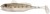 Gumeni Mamac Berkley Pulse Realistic Goby 12cm