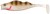 Gumeni Mamac Berkley Pulse Realistic Perch 11cm