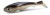Gumeni Mamac Doiyo Goto Shad 21,5cm