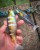 Gumeni Mamac Rage New Jointed Replicant Colours 18cm 80gr