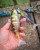 Gumeni Mamac Rage New Jointed Replicant Colours 18cm 80gr
