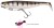 Gumeni Mamac Rage Pro Shad 14cm 5.5" Loaded UV Glitter Perch