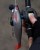 Gumeni Mamac Rage Pro Shad UV Ultra Natural Roach